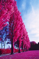 Infrared_film_Visible_and_IR_lights_012