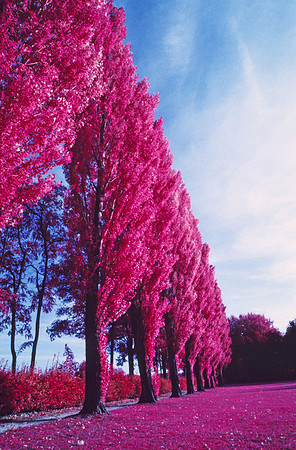 Infrared_film_Visible_and_IR_lights_012