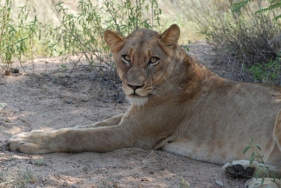 Lionne 01