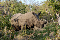South_Africa_animal_rhinoceros_001