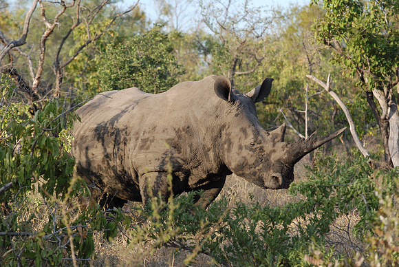 South_Africa_animal_rhinoceros_001
