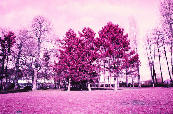 Infrared_film_Only_IR_light_014