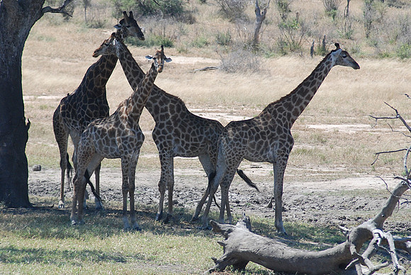 Girafe 01