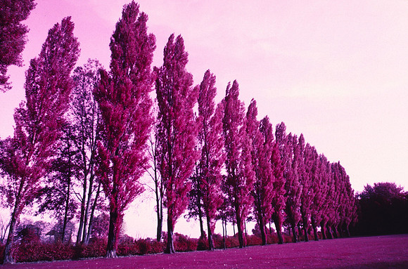 Infrared_film_Only_IR_light_008