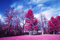 Infrared_film_Visible_and_IR_lights_019