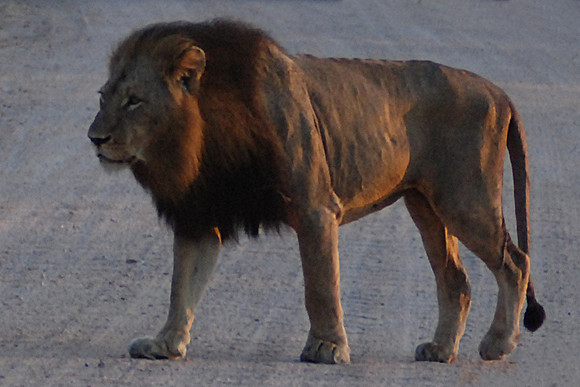 Lion