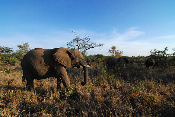 Elephant 02