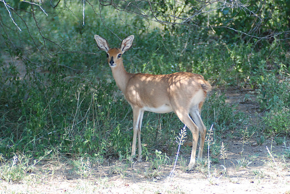 Impala 02