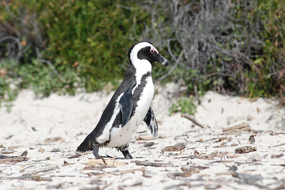 Pinguin 02