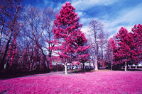 Infrared_film_Visible_and_IR_lights_018
