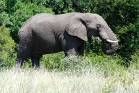 Elephant 01