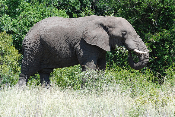 Elephant 01