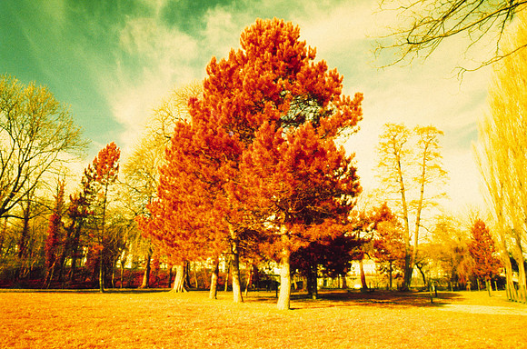 Infrared_film_mixed_up_colors_015