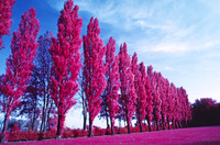 Infrared_film_Visible_and_IR_lights_011