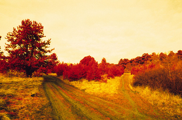 Infrared_film_mixed_up_colors_007