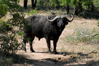 Buffle 01