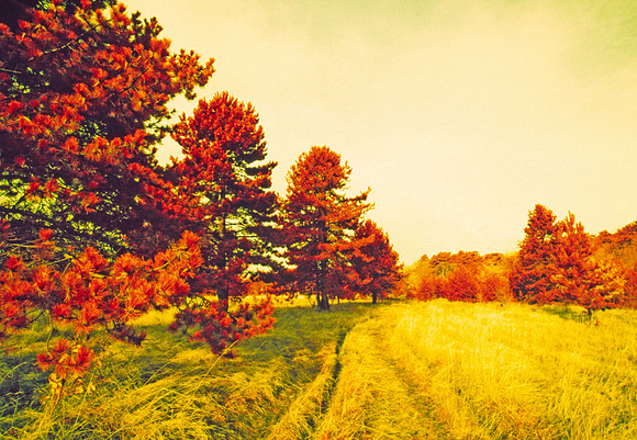 Infrared_film_mixed_up_colors_008